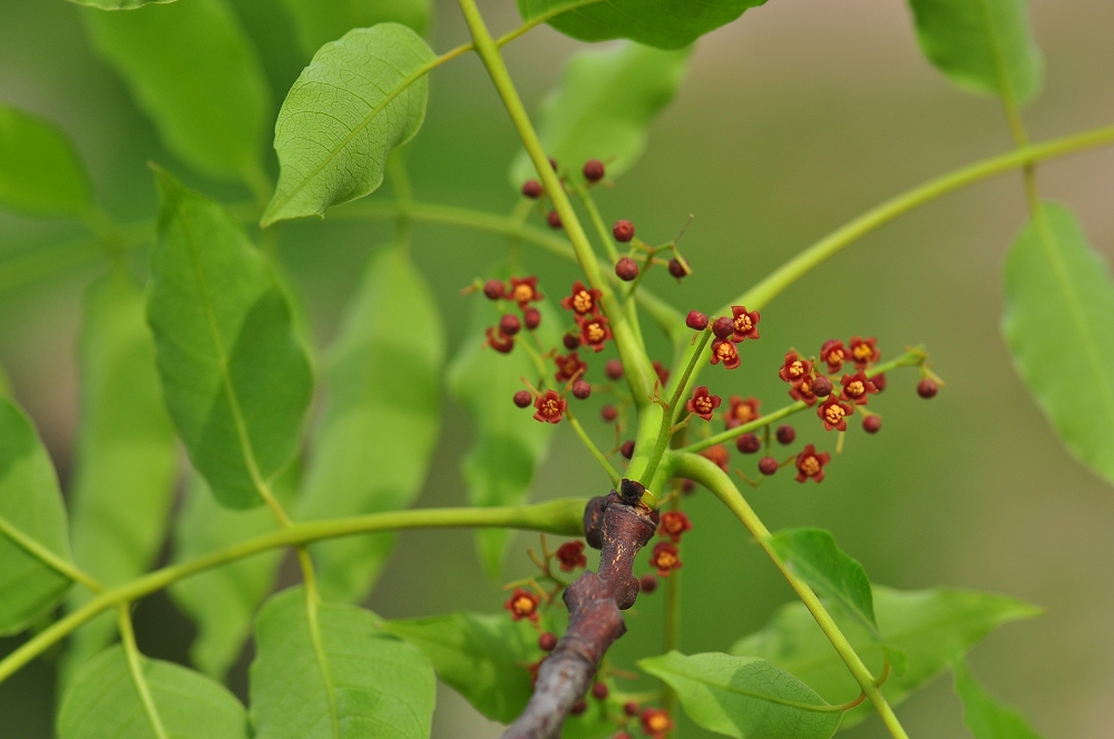 Himalayan ambarella